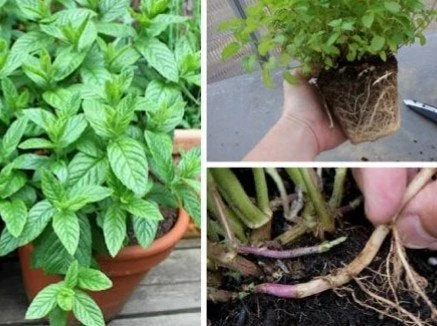 10 λόγοι για να φυτέψουμε δυόσμο και μέντα στον κήπο ή στην αυλή μας!